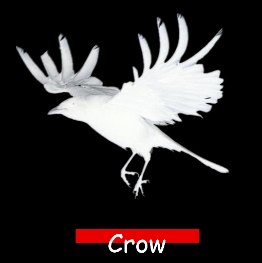 CROW